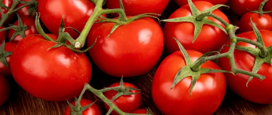 Choroby pomidorów pod koniec lata