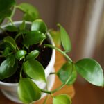 Czy zanieczyszczenie powietrza wpływa na rośliny?