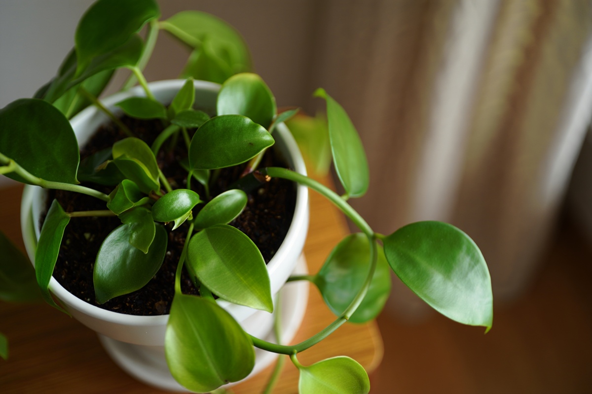 Czy zanieczyszczenie powietrza wpływa na rośliny?