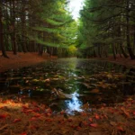 Pierwszy przypadek zakażenia muchą śrubową u człowieka w USA