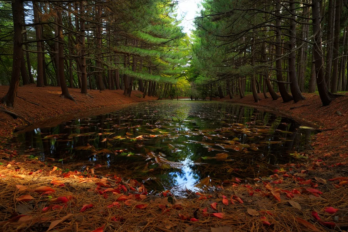 Bagna zaczęły produkować rtęć – Jakie są tego przyczyny?
