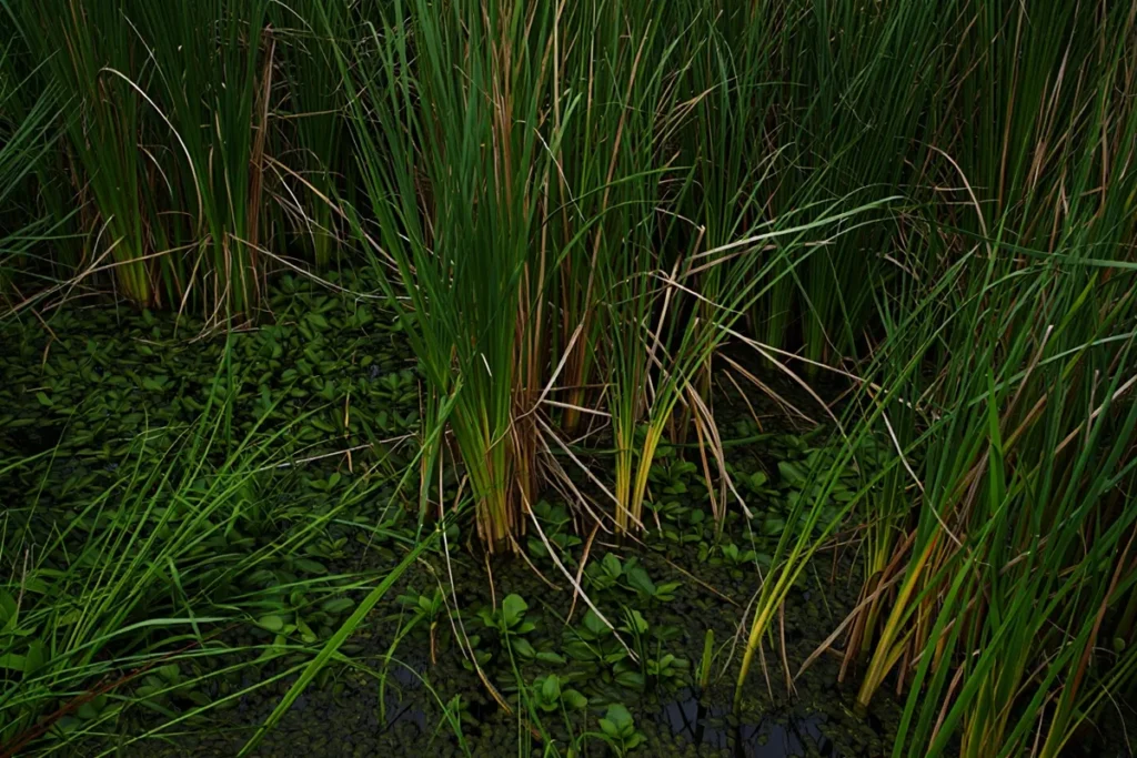 bagna zaczęły produkować rtęć