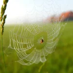 Międzynarodowy Dzień Psa 2025: data, znaczenie i formy świętowania