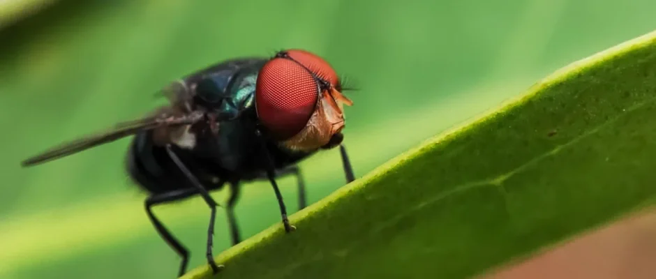 mucha srubowa grozna