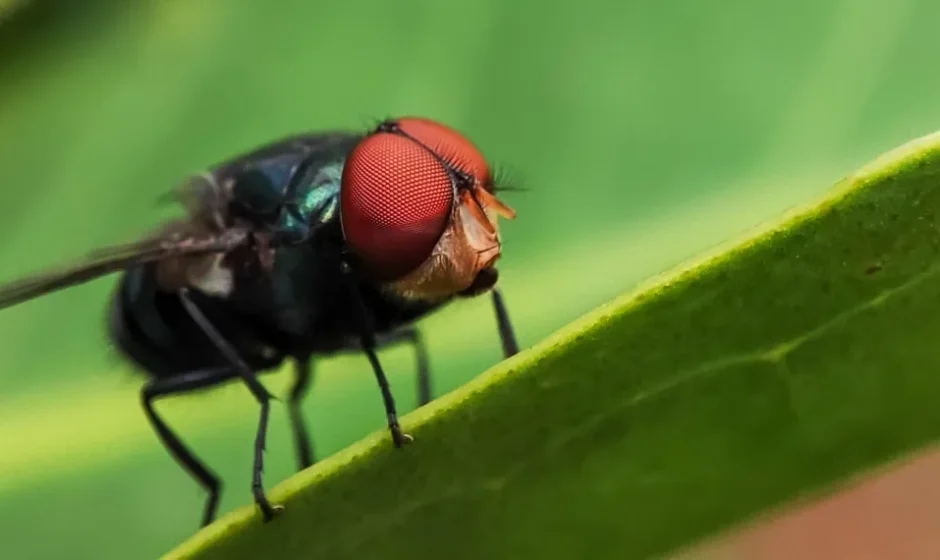 mucha srubowa grozna