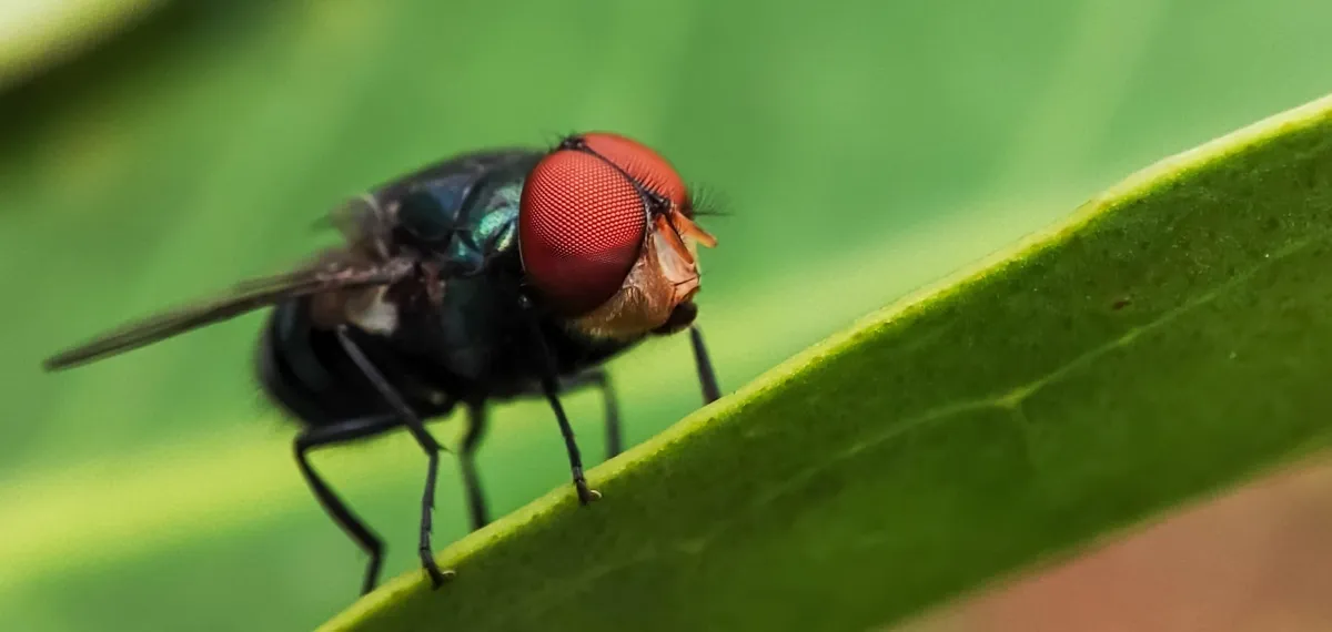 Pierwszy przypadek zakażenia muchą śrubową u człowieka w USA