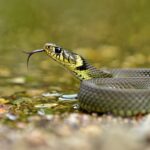 Pluskwy w metrze: skala problemu, zagrożenia i działania zaradcze