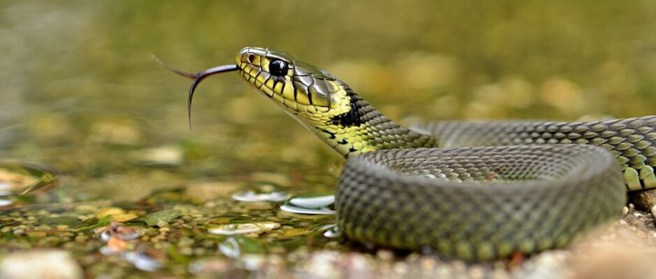 najgroźniejszy wąż w polsce