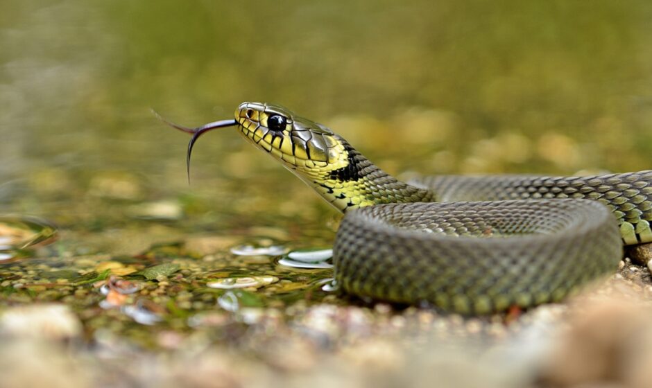 najgroźniejszy wąż w polsce