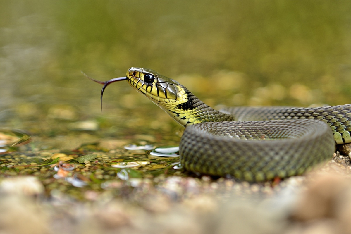 Najgroźniejszy wąż w Polsce: żmija zygzakowata i jej znaczenie
