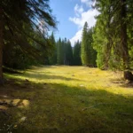 Międzynarodowy Dzień Psa 2025: data, znaczenie i formy świętowania