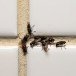 Najgroźniejszy pająk w Polsce: gatunki, jad i zagrożenia