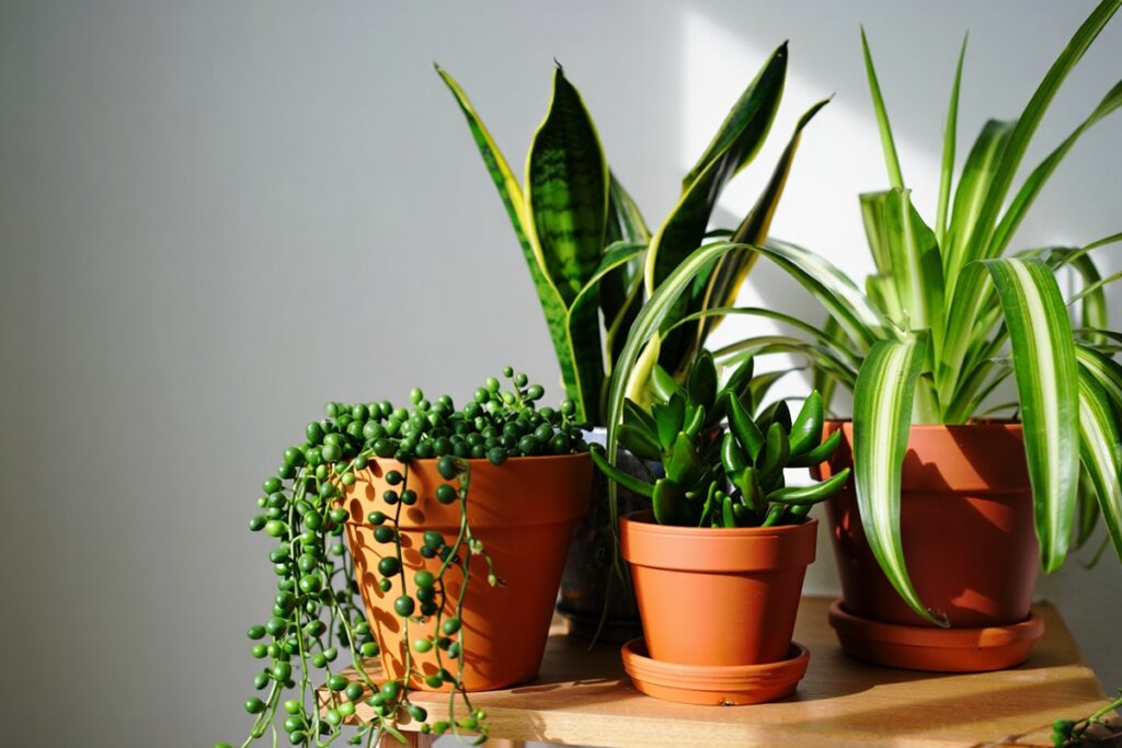 zanieczyszczone powietrze a rosliny